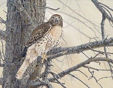 Eyes of Warning: Juvenile Redtail Hawk in Ponderosa Pine - Red Tailed hawk by Sharon K. Schafer