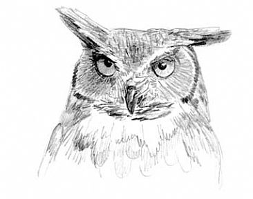 Great Horned Owl Study 1 -  by Sharon K. Schafer