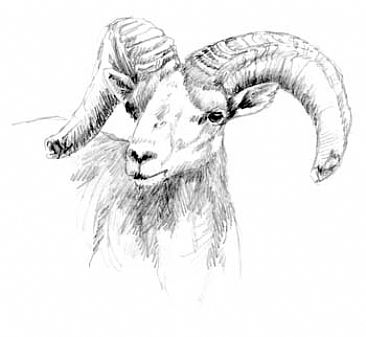 Desert Bighorn Sheep Study 1 -  by Sharon K. Schafer