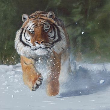 Kicking Snow - Tiger by Terry Isaac
