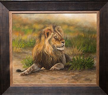 The look of a king - Male lion by Ilse de Villiers