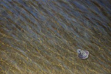 Raw Bar - Oysters and clam shells in the shallows by Del-Bourree Bach