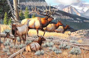 Impressing The Ladies - elk by Cynthie Fisher