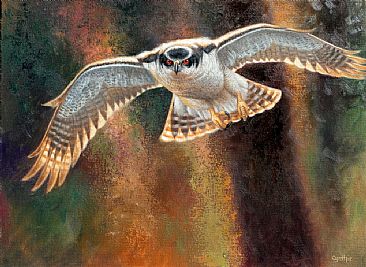 Here She Comes - goshawk by Cynthie Fisher