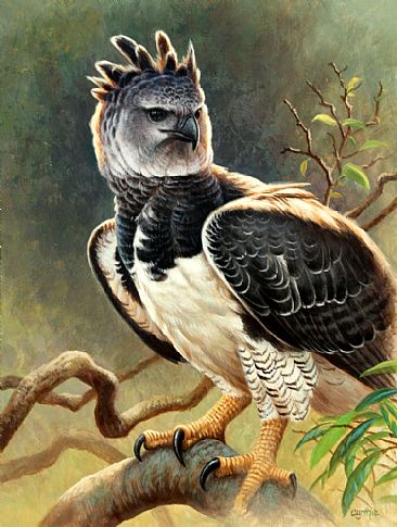 Harpy - harpy eagle by Cynthie Fisher