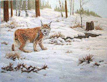 What Was That? - Canada Lynx by Marti Millington