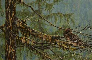Rain Owl - Barred Owl in Yellow Cedar by Billy-Jack Milligan