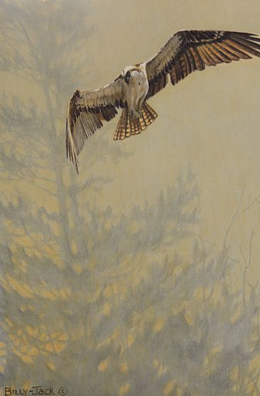 Osprey - Osprey and spruce by Billy-Jack Milligan