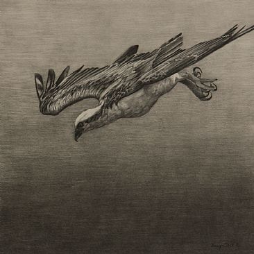 Osprey Study - Osprey by Billy-Jack Milligan