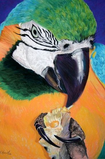 Arara canind - Blue and Yellow Macaw by Kitty Harvill