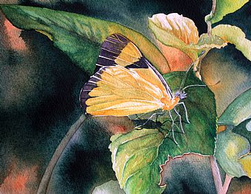 Melete lycimnia - Brazilian butterfly by Kitty Harvill