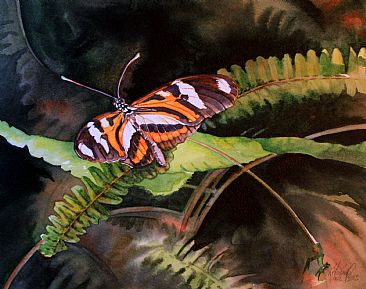 Heliconius ethilla narcaea - Brazilian butterfly by Kitty Harvill