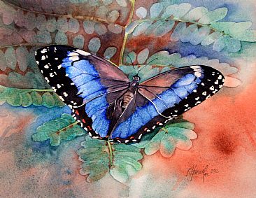Morpho helenor achillides - Brazilian butterfly by Kitty Harvill