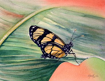 Dircenna dero celtina - Brazilian butterfly by Kitty Harvill