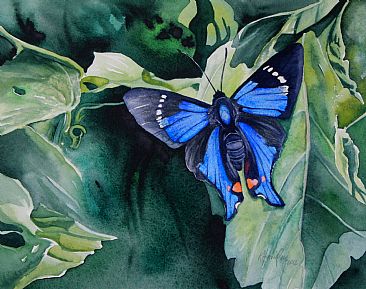 Rhetus periander eleusinus - Brazilian butterfly by Kitty Harvill