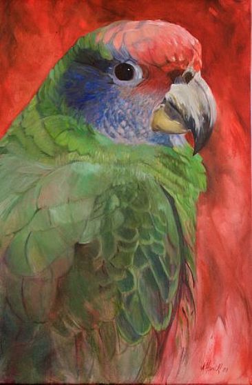 Majestoso - Red-tailed parrot by Kitty Harvill