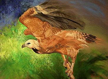 Gavião-belo - Black-collared hawk by Kitty Harvill