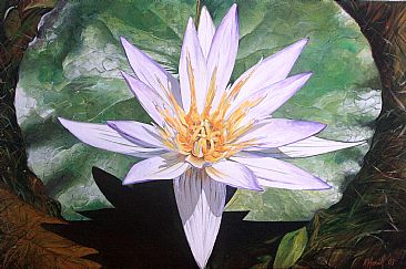Lrio de gua - Water Lily by Kitty Harvill