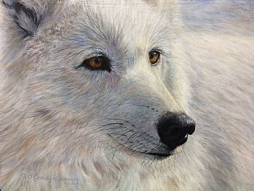 Arctic Gold - arctic wolf by Cindy Sorley-Keichinger