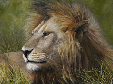 Confidence - Male lion by Cindy Sorley-Keichinger