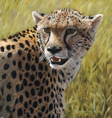 Cheetah Portrait - cheetah by Cindy Sorley-Keichinger