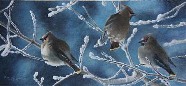 Frosty Morn - Bohemian Waxwings by Cindy Sorley-Keichinger