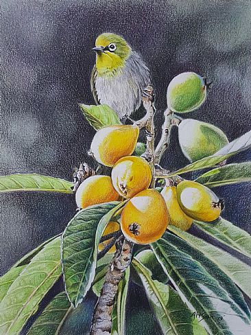 Over the Loquat fruit - Oriental white eye by Ahsan Qureshi