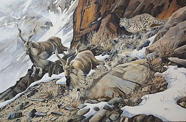 Ambush - Snowleopard after markhors by Ahsan Qureshi