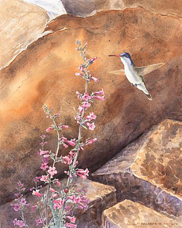 Canyon Illumination - Violet-crowned Hummingbird (Amazilia violiceps), Penstemon parryi, and Convergent Lady Bird Beetle (Hippodamia convergens). by Linda Feltner