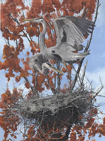 Spring Construction - Great Blue Heron by Taylor White
