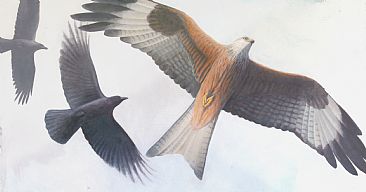 Mobbed - Red Kite by Mike Hughes