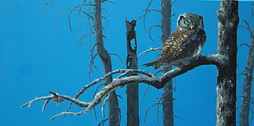 Northern Hawk Owl - Northern Hawk Owl by Jason Kamin
