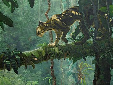 Shadows of Panama - Margay Cat - Jungle by Jason Kamin
