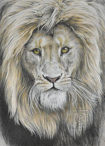 I´m Here - Lion by Susanne Staaf