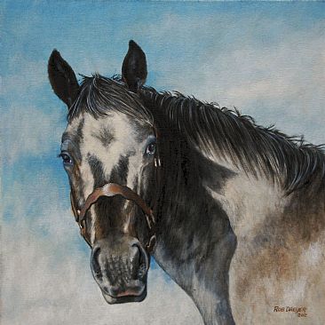Portrait of an Appaloosa - Lifesize portrait of an appaloosa horse by Rob Dreyer
