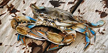 Portrait of a Blue Crab - Oversized Portrait of the Beauty of the Blue Crab by Rob Dreyer