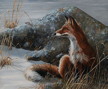 Winter Respite - American Red Fox  by Rob Dreyer