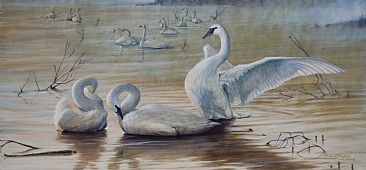 Wintering Trumpeters - Early morning on the trumpeter swans wintering grounds by Rob Dreyer