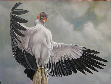 The King Vulture - Birds by Werner Rentsch