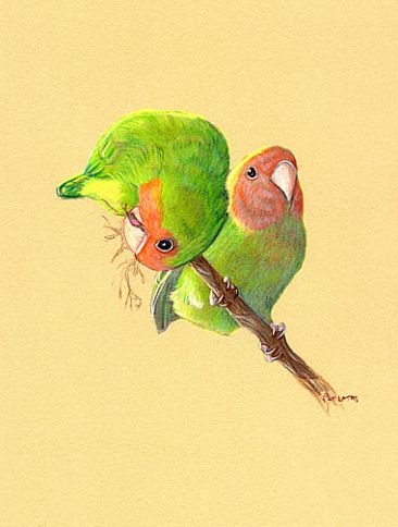 Lovebirds Early Morning - Peach-faced Lovebirds in the early sun by Pat Latas