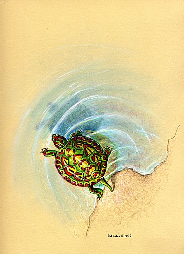 Baby Central American Painted Turtle - Baby Central American Painted Turtle by Pat Latas