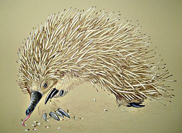 Echidna - Echidna and white ants by Pat Latas