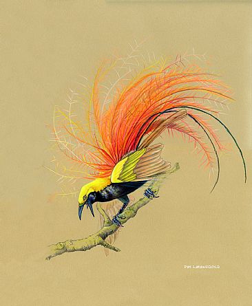 Goldie's Bird of Paradise - Bird of Paradise by Pat Latas