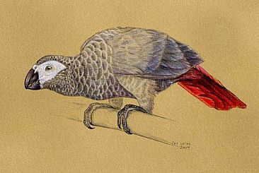 Fledgeling African Grey Parrot - Fledgeling African Grey Parrot by Pat Latas