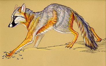 Grey Fox and Ants - Grey Fox by Pat Latas