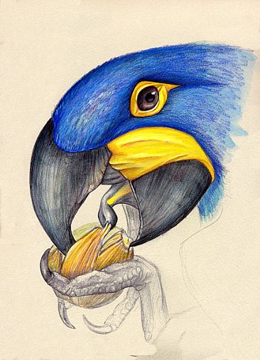 Hyacinth Macaw Profile - Hyacinth Macaw Profile by Pat Latas