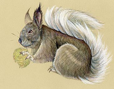 Kaibab Squirrel - Kaibab Squireel by Pat Latas