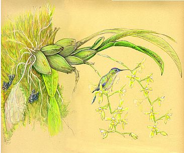 Brazilian Emerald and Orchid -  by Pat Latas