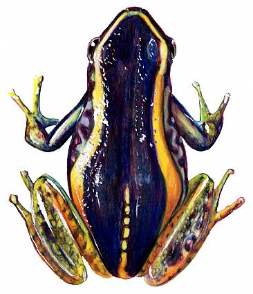 Phyllobates Poison Arrow Frog - Phyllobates Poison Arrow Frog by Pat Latas