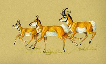 Pronghorns - Pronghorn Antelope by Pat Latas